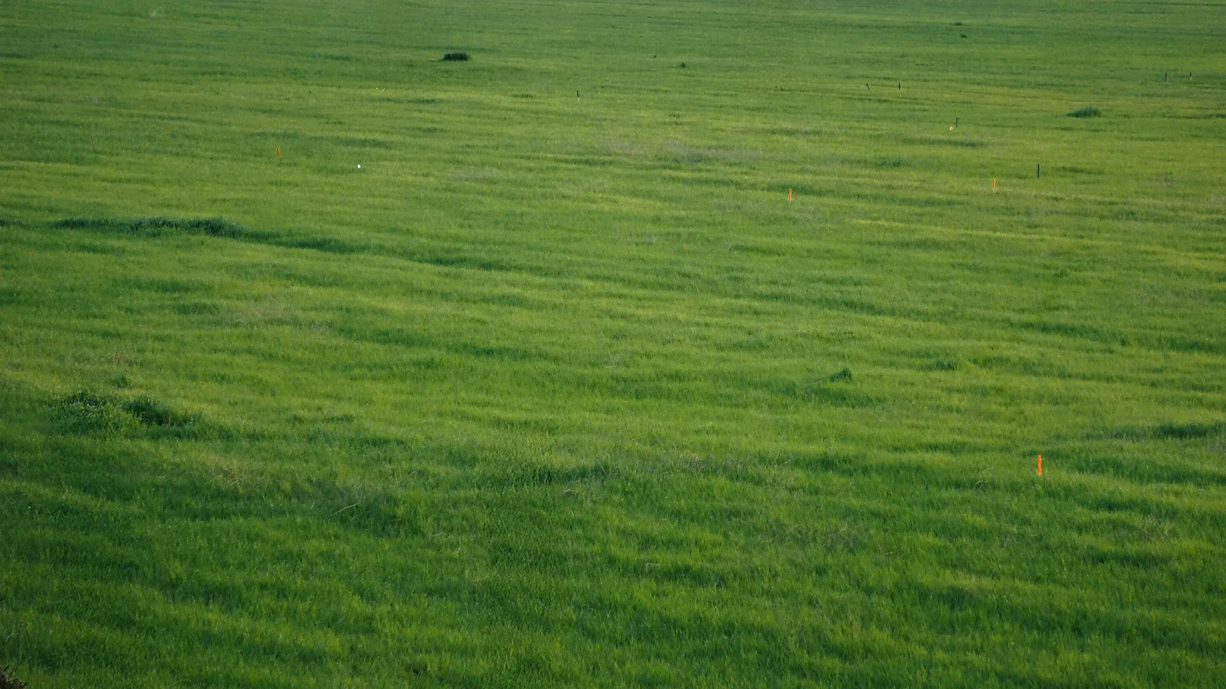 A wide green field of grass in even light