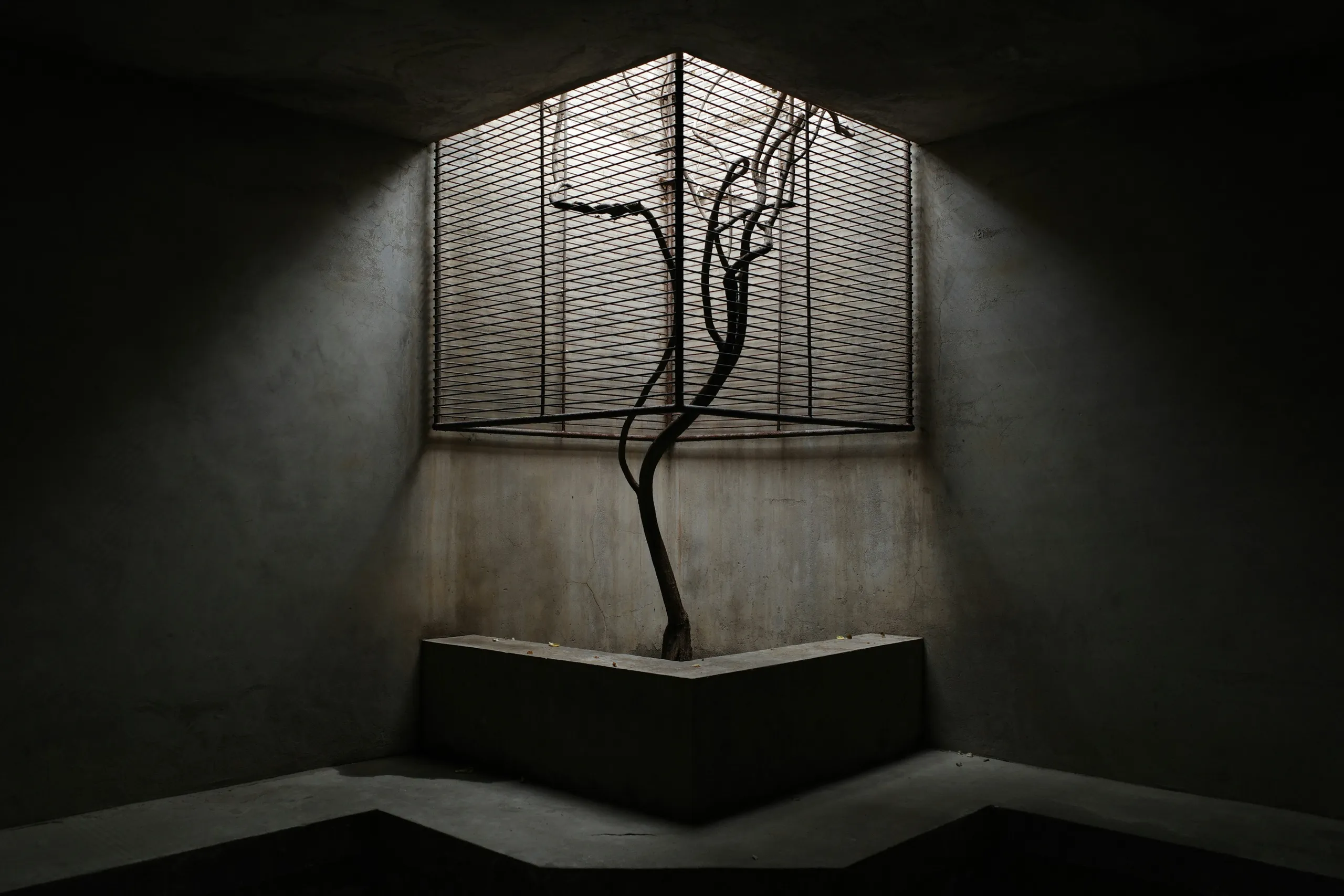 A bare tree in a concrete courtyard, lit from a slatted skylight above