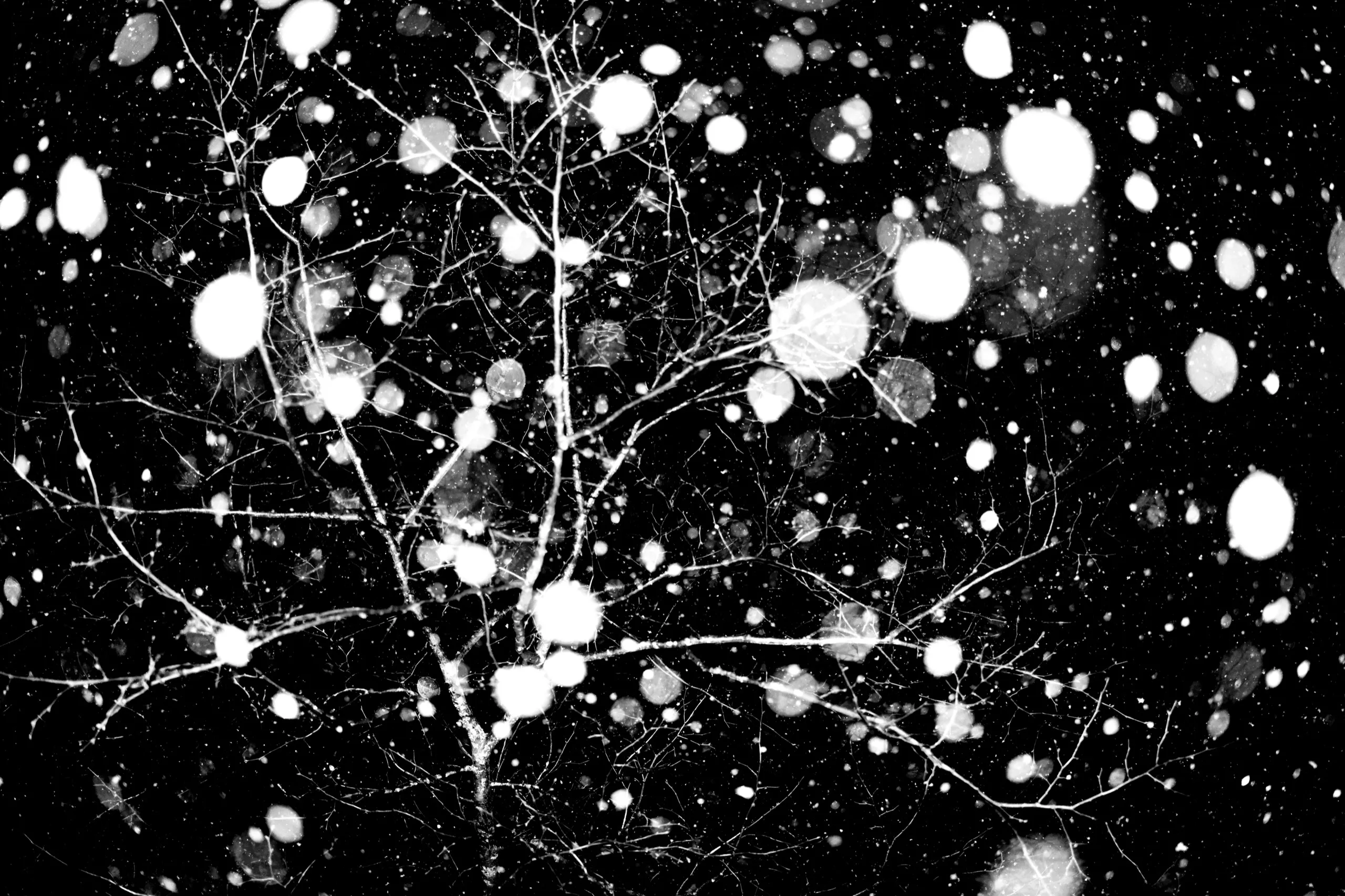 Large snowflakes falling past bare branches at night