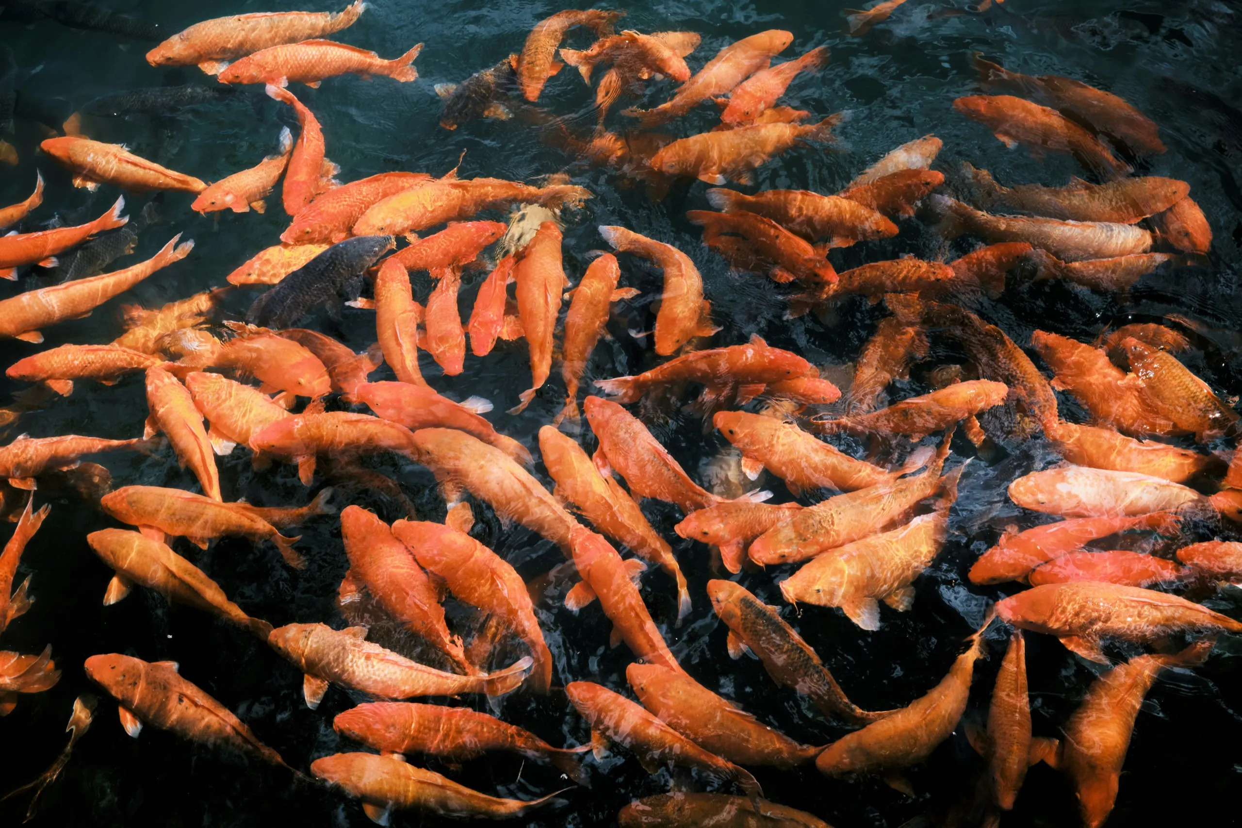 A crowd of orange koi crossing each other in a dark pond